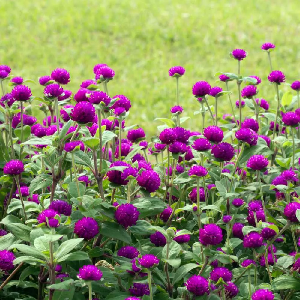 Gomphrena