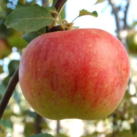 Goodland Apple Tree