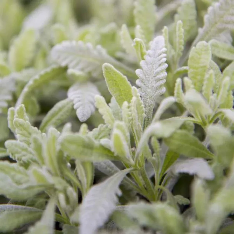 Goodwin Creek Lavender Hybrid Plant Plug (Lavandula x ginginsii 'Goodwin Creek') – Compact, Silvery Herb for Containers.