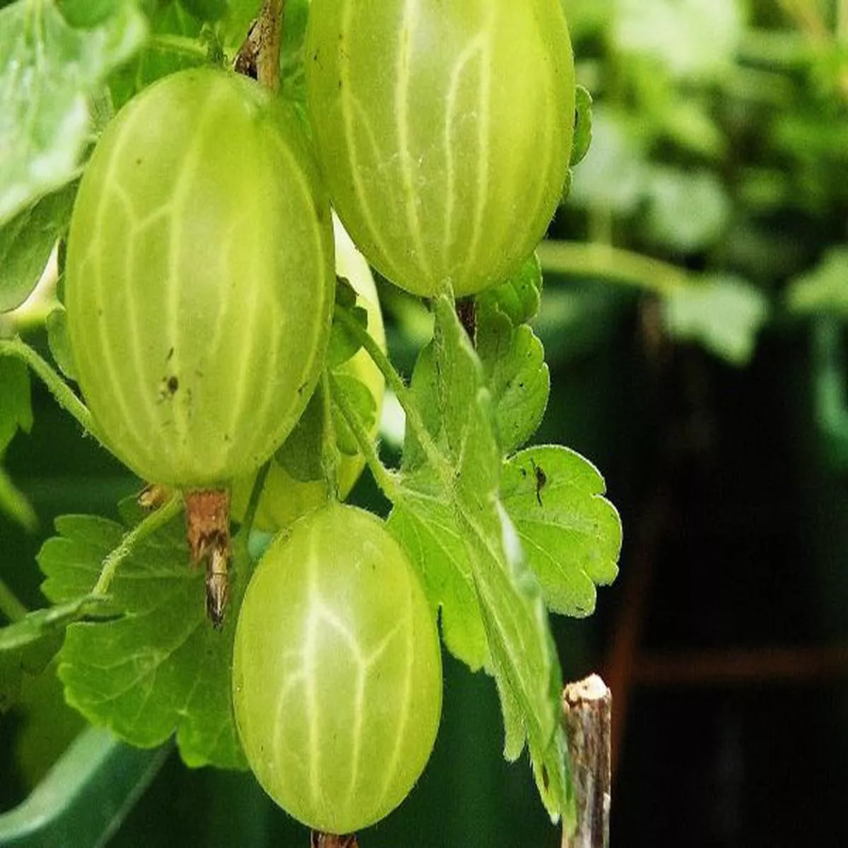 Gooseberry Hinnonmaki GreenRibes uva-crispa
