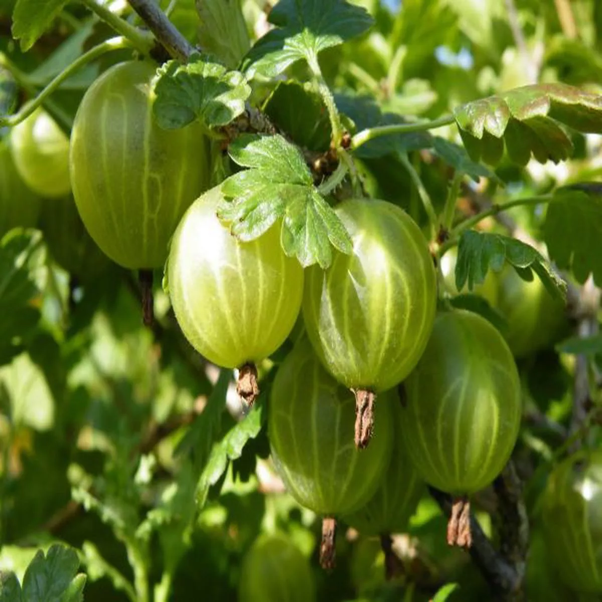 Gooseberry Hinnonmaki YellowRibes uva-crispa