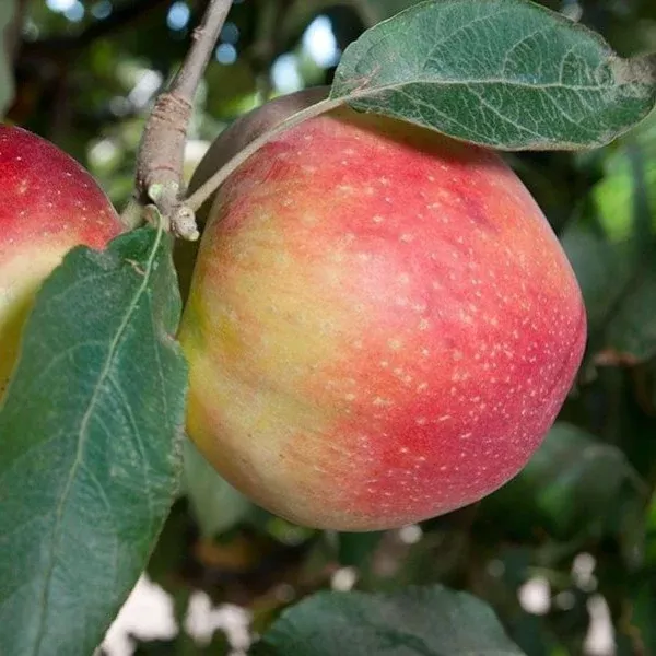 Gordon Apple
