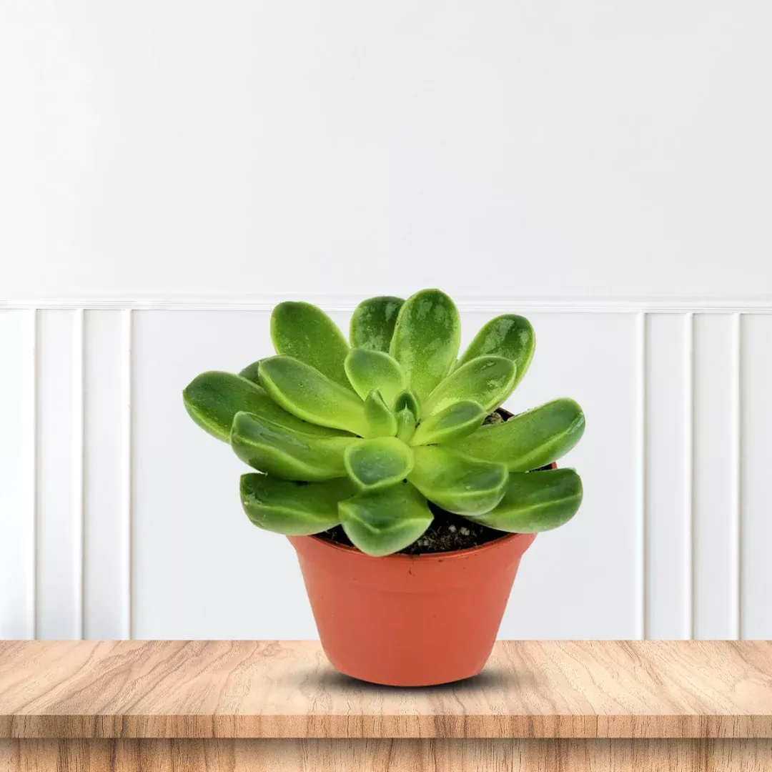 Gorgeous Potted Aeonium - Artificial