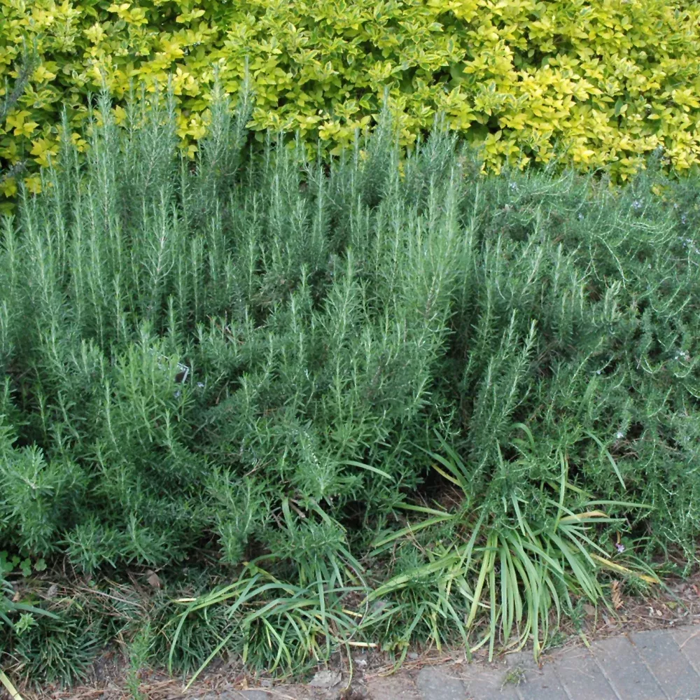 Gorizia Rosemary