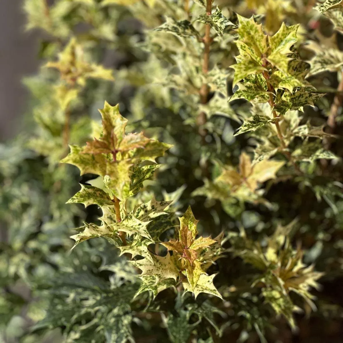 Goshiki False Holly