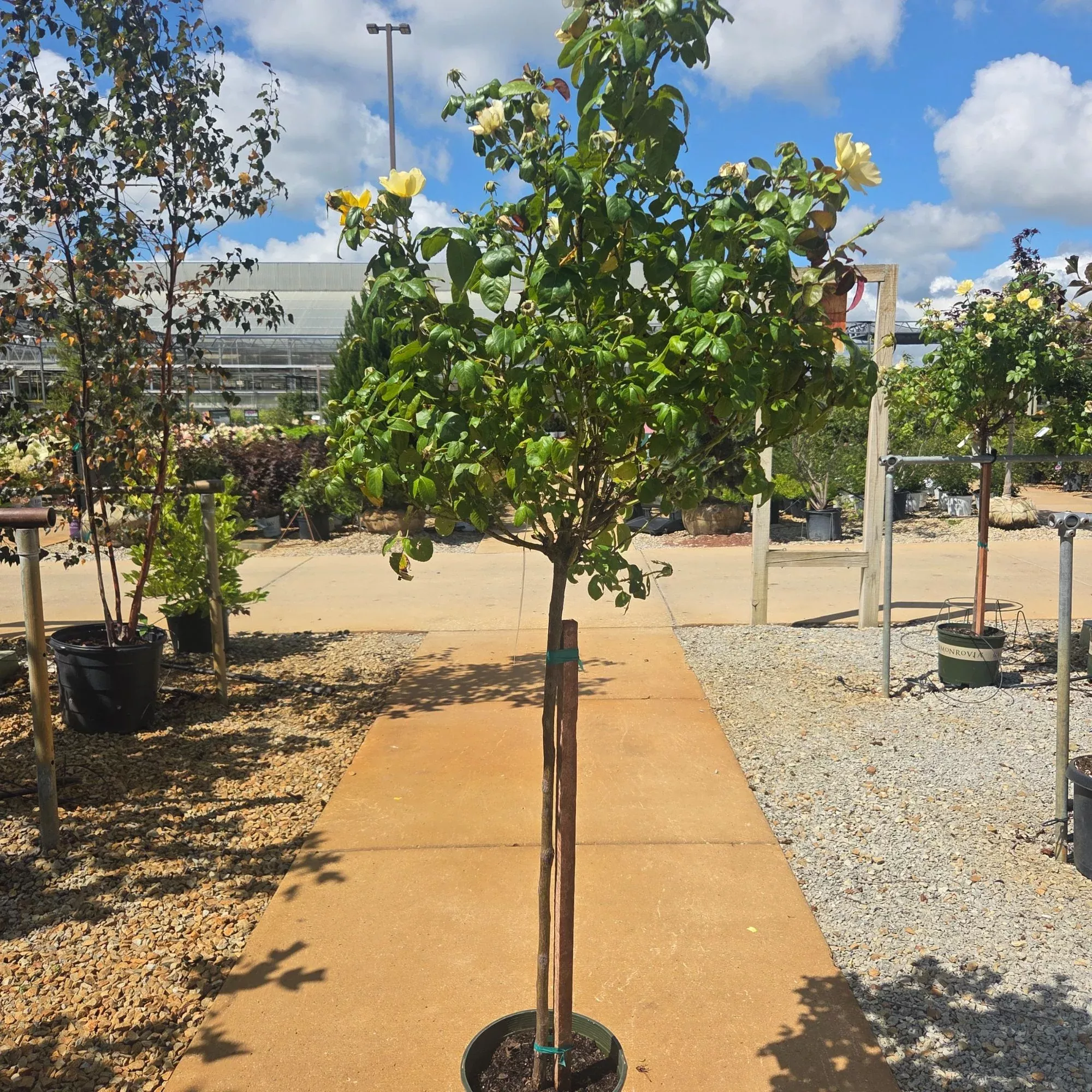 Grace N' Grit™ Yellow Shrub Rose, 5 Gal