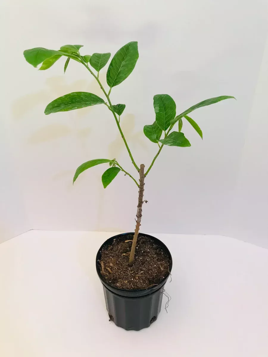 Grafted Anonna reticulata aka Custard Apple tree 1 Gallon (3 Varieties)