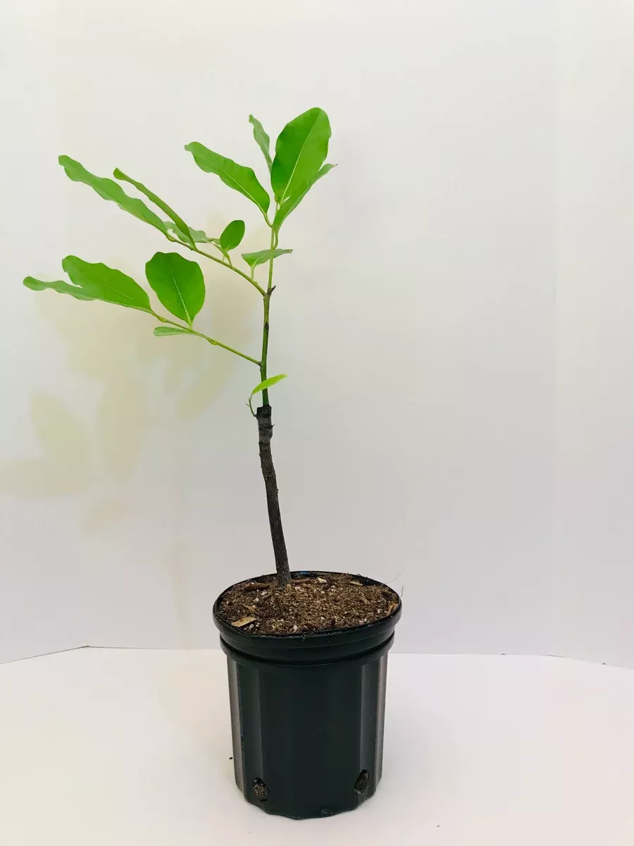 Grafted Black Sapote Tree AKA Chocolate Pudding Fruit 1 Gallon (4 Varieties)