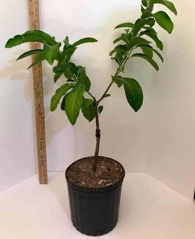 Grafted Black Sapote Tree aka Chocolate Pudding Fruit Tree 3 Gallon Pot (4 varieties)