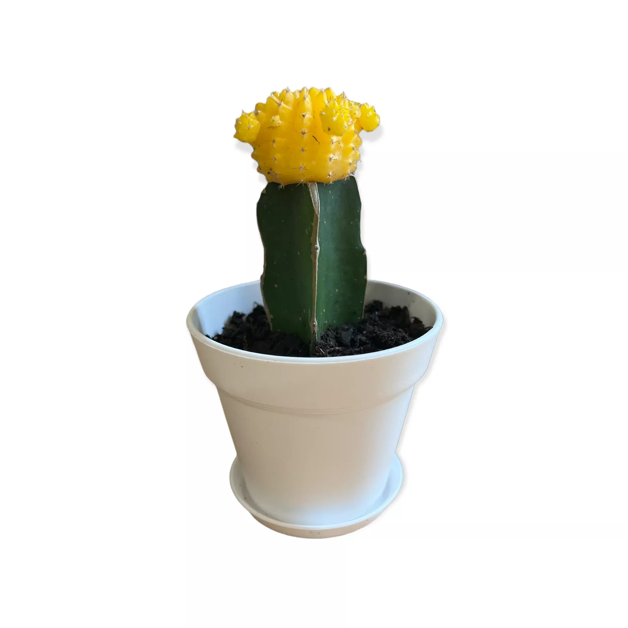Grafted Cactus