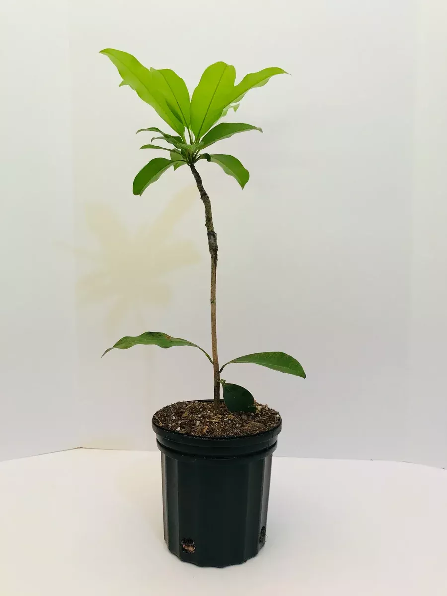 Grafted Sapodilla aka Nispero Tree 1 Gallon (8 Varieties)