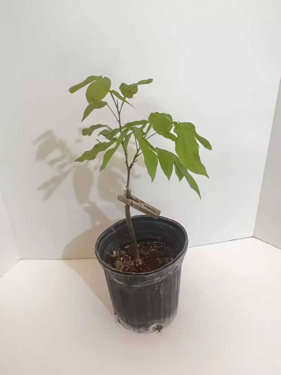 Grafted Spanish Lime aka Mamoncillo 1 Gallon Tree Montgomery cv. (Hermaphrodite, Makes Twin Seeded Fruit)