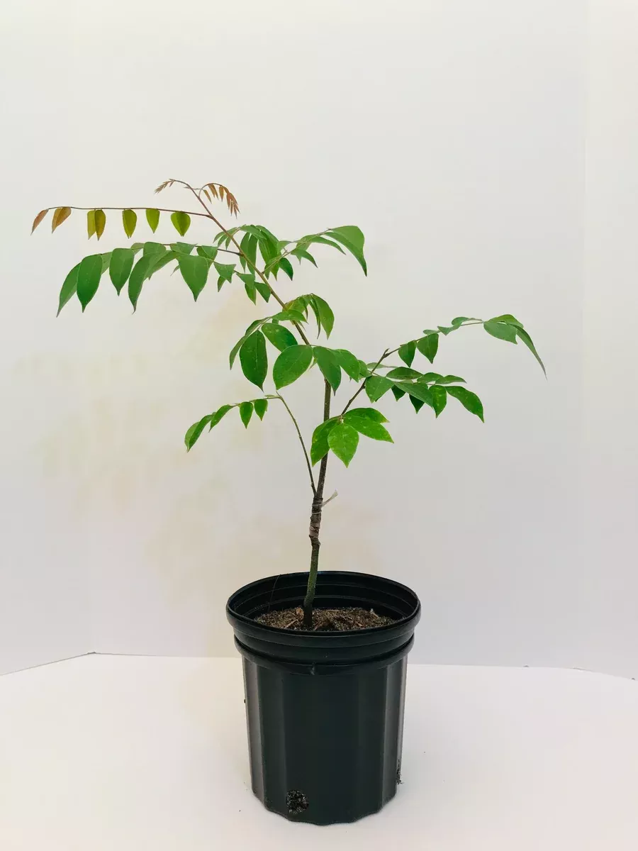 Grafted Star Fruit aka Carambola 1 Gallon (5 varieties)