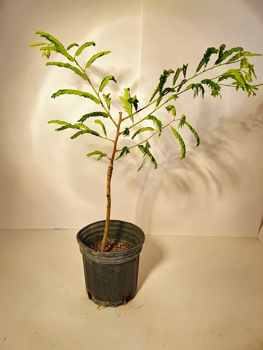 Grafted Tamarind Tree (Sweet Thai cv.) 1 Gallon