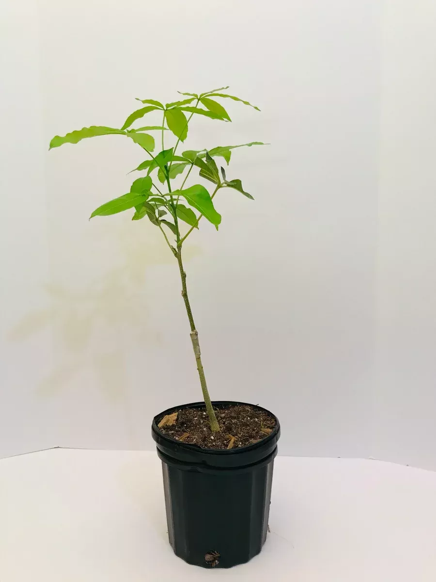 Grafted White Sapote AKA Tropical Pear tree 1 Gallon