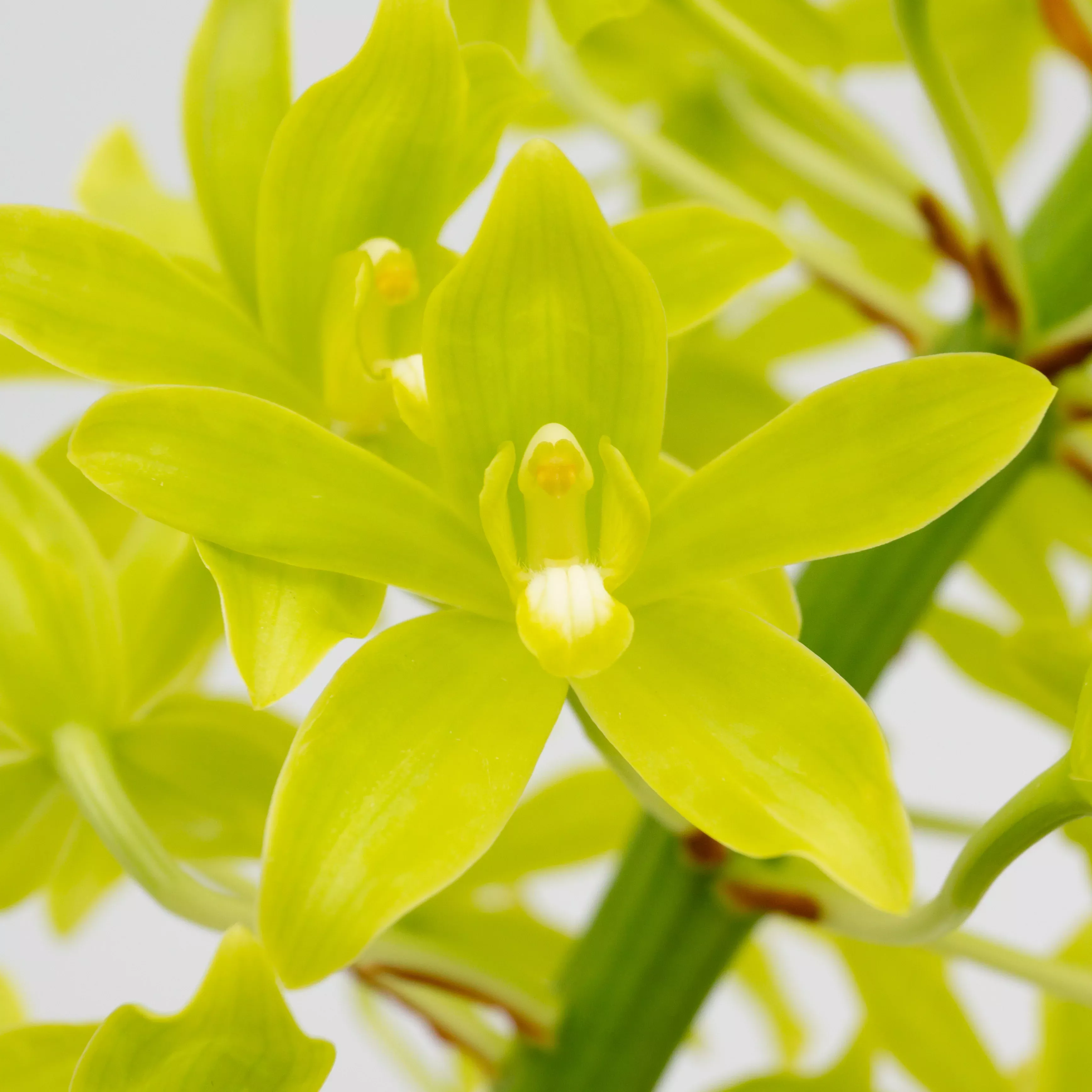 Gram. scriptum var. citrinum -SOLD OUT!