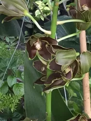Grammatophyllum stapeliforum (Variance) Zone 9+ Tropical