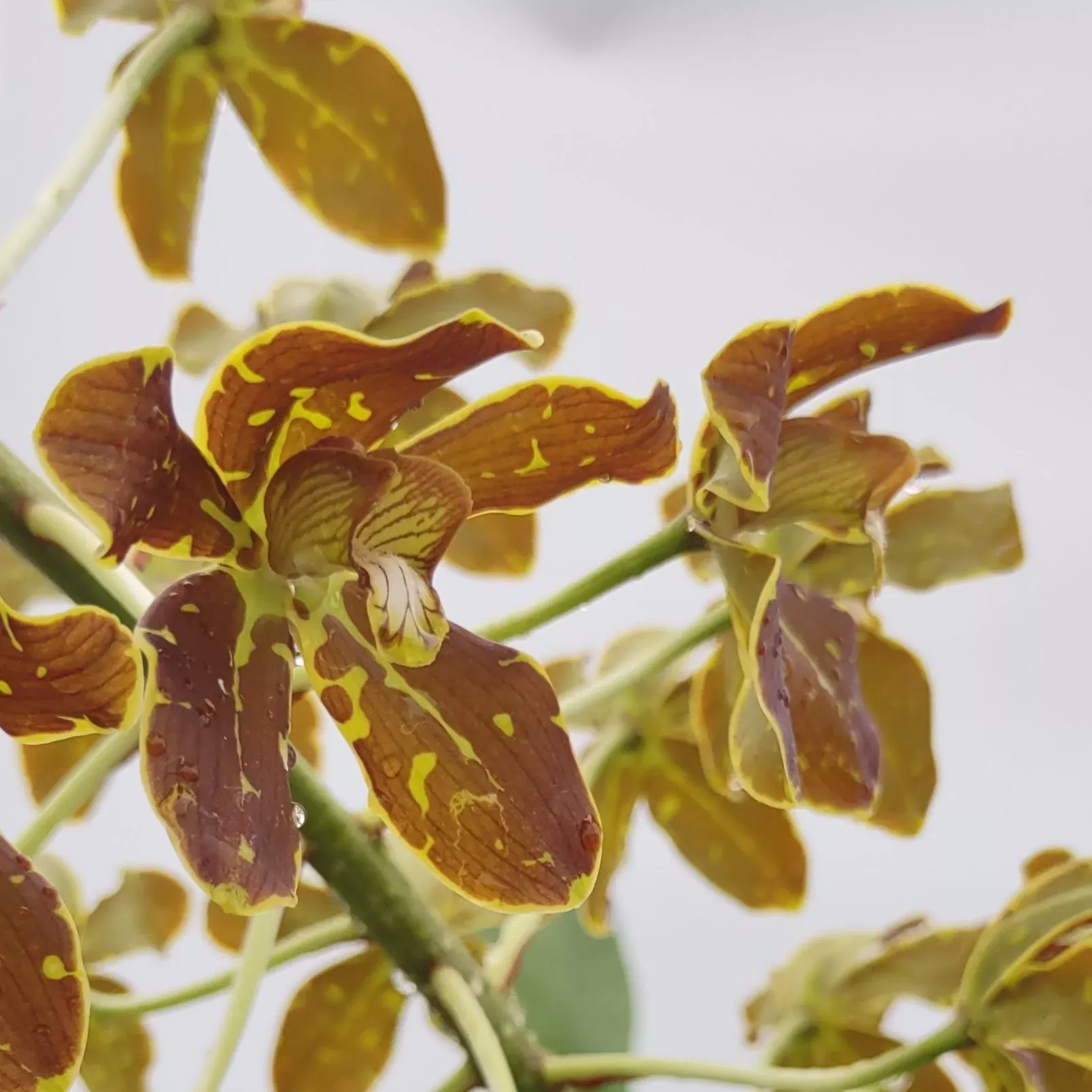 Grammatophylum Crownfox Leopard 'Upright'