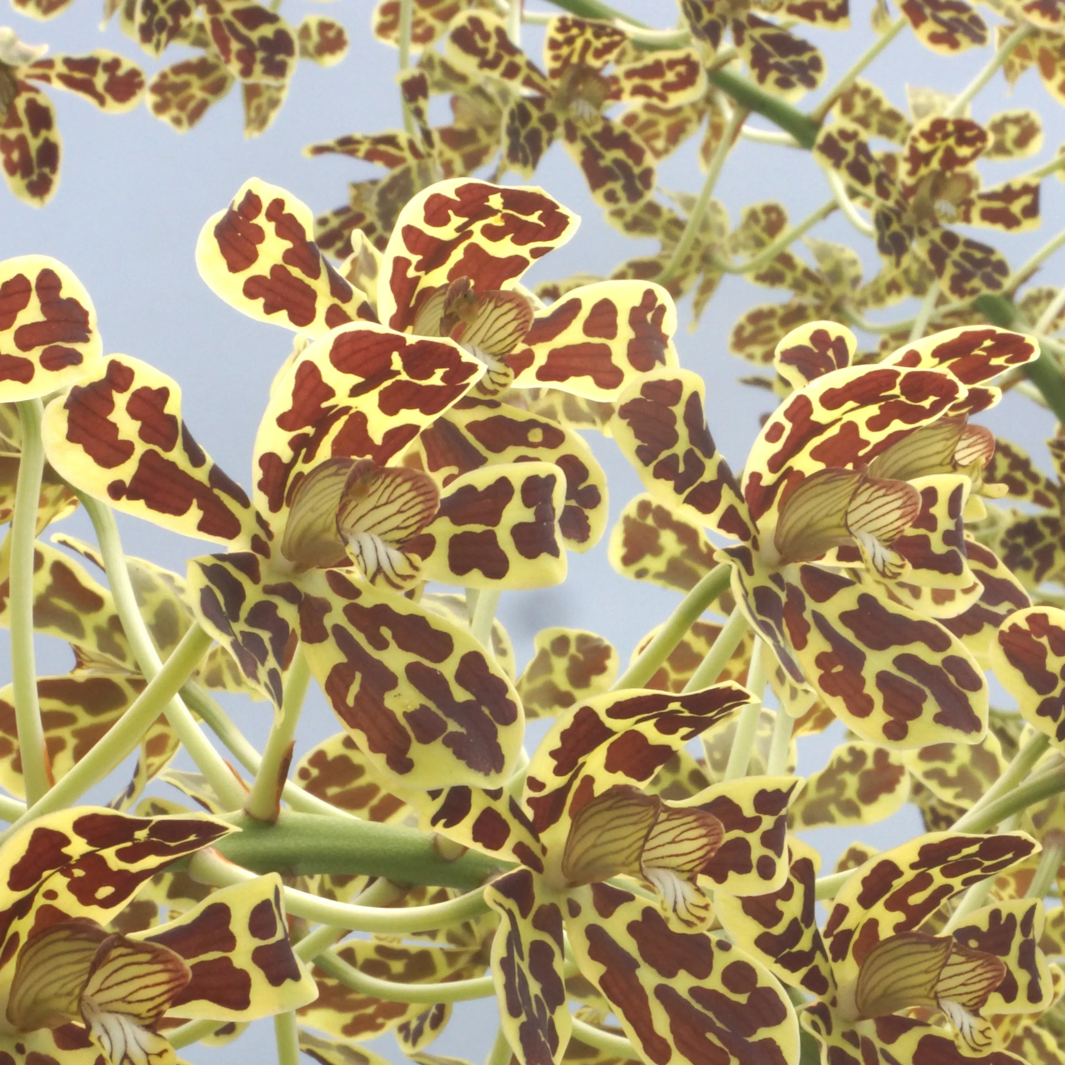 Grammatophylum scriptum var. Leopard -Blooming size
