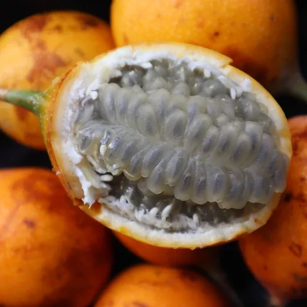 Granadilla ***Pre Order***