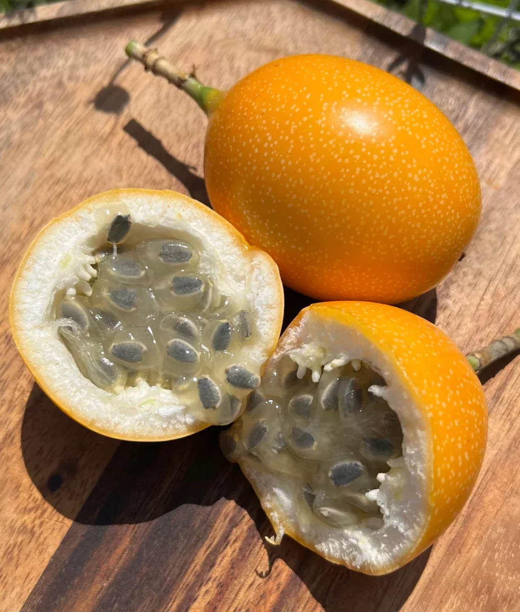 Granadilla