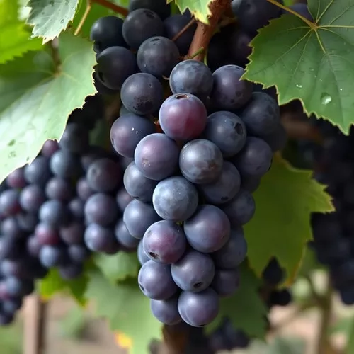 Grape 'Fredonia'