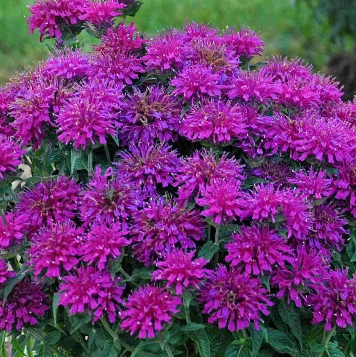 Grape Gumball Bee Balm
