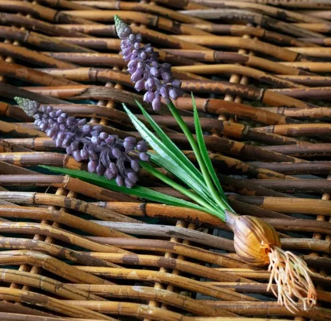 Grape Hyacinth Bulb Pick