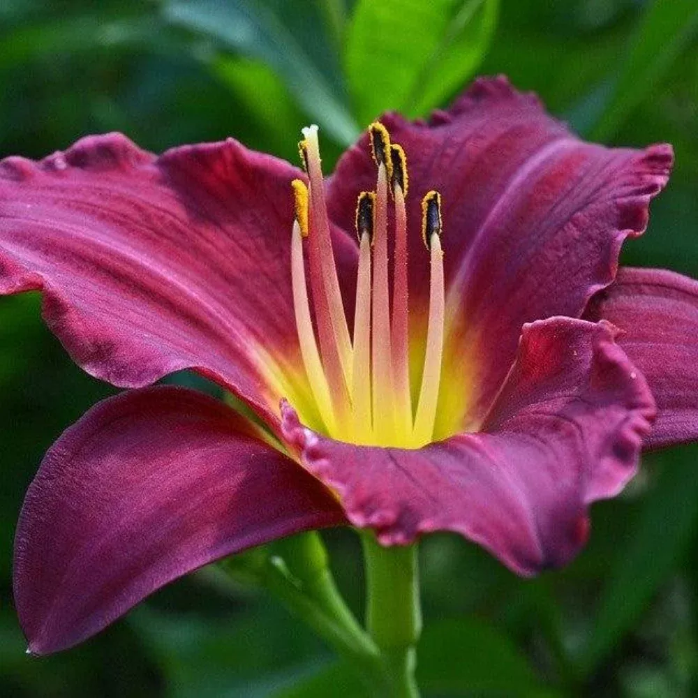 Grape Ripples Daylily