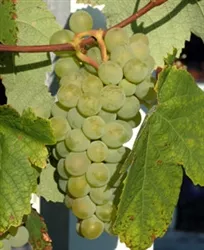 Grape Vine SAUVIGNON BLANC FRENCH GRAPE VINEZone 6