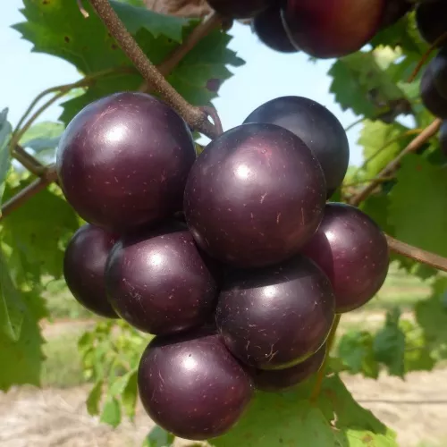 Grape vines
