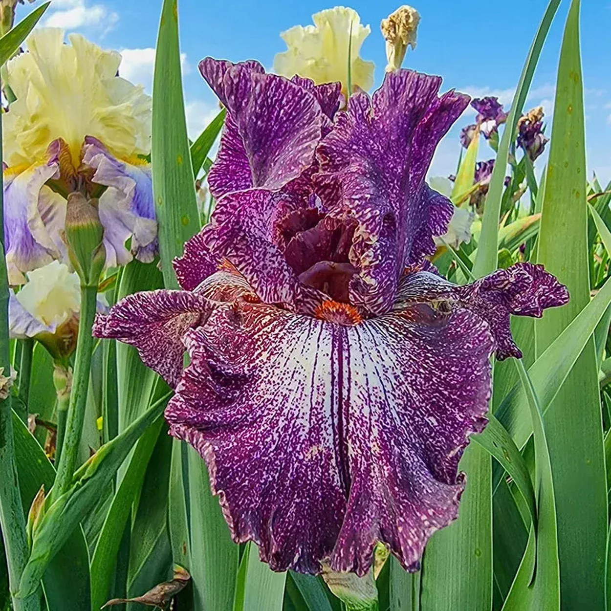Grape Zebra Bearded Iris