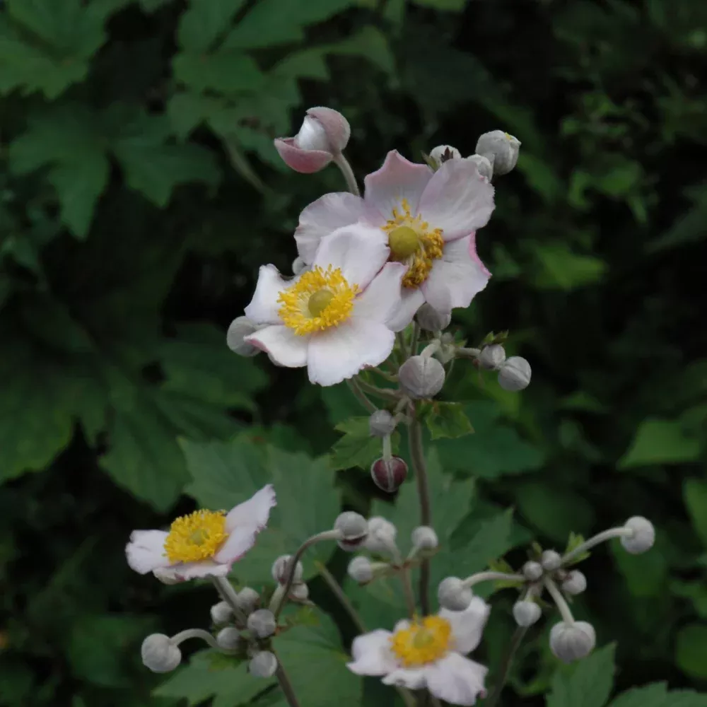 Grapeleaf Anemone