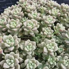 Graptopetalum Assorted