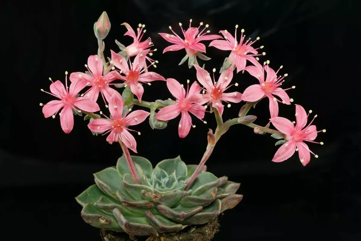 Graptopetalum bellum Seeds - Chihuahua Flower Succulent