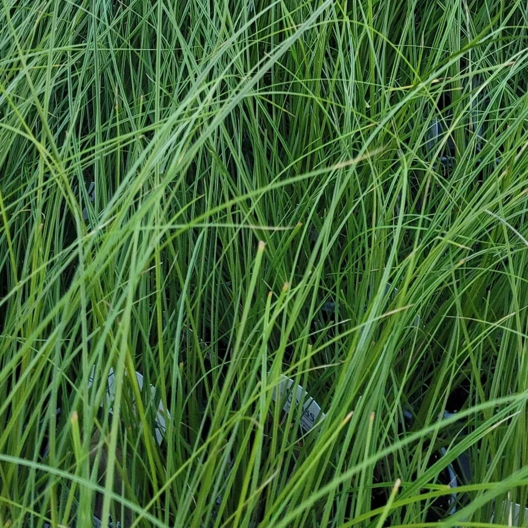 Grass: Carex testacea 'Prairie Fire'™ Orange Sedge - [EG]
