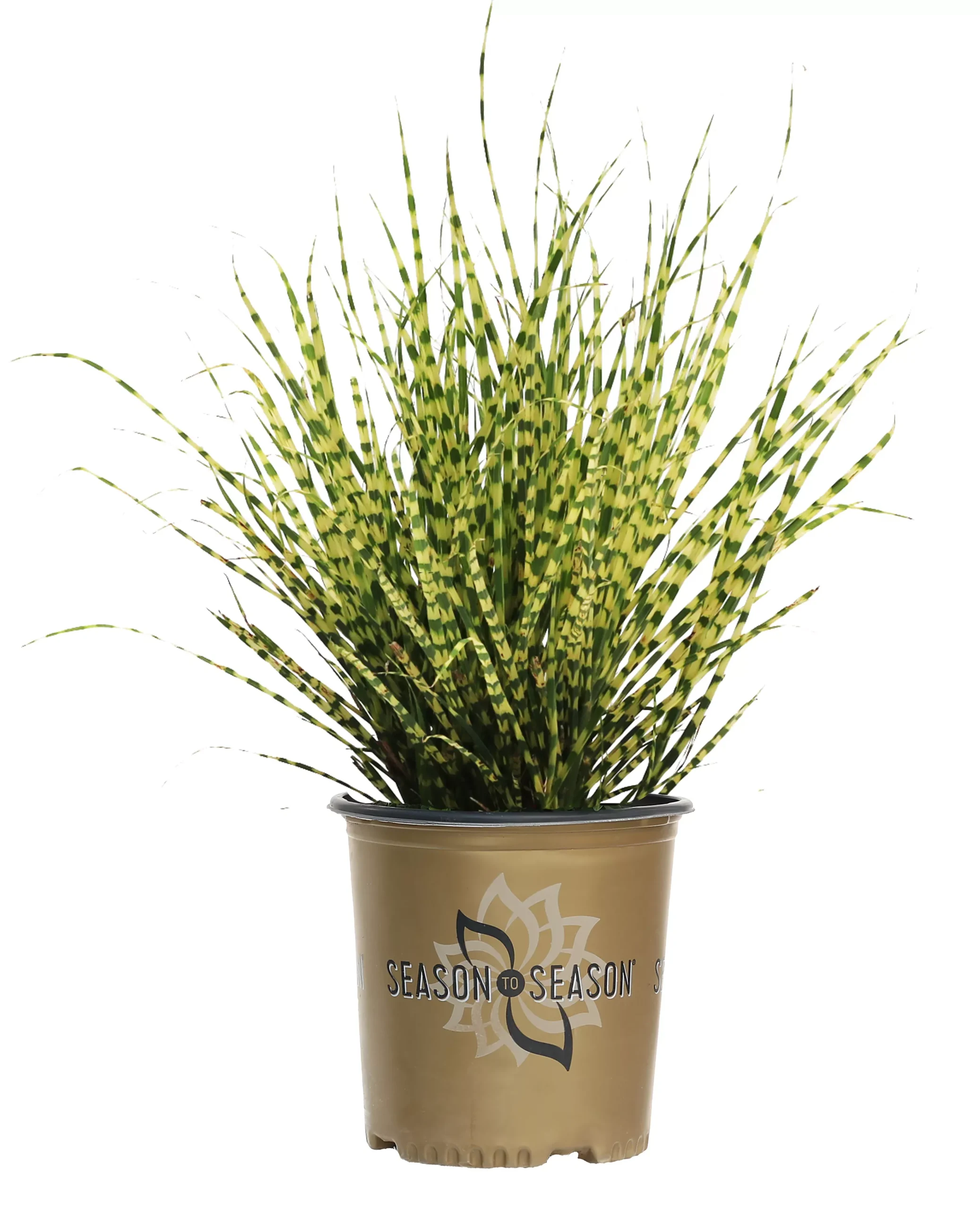 Grass Gold Bar - 2 Gallon