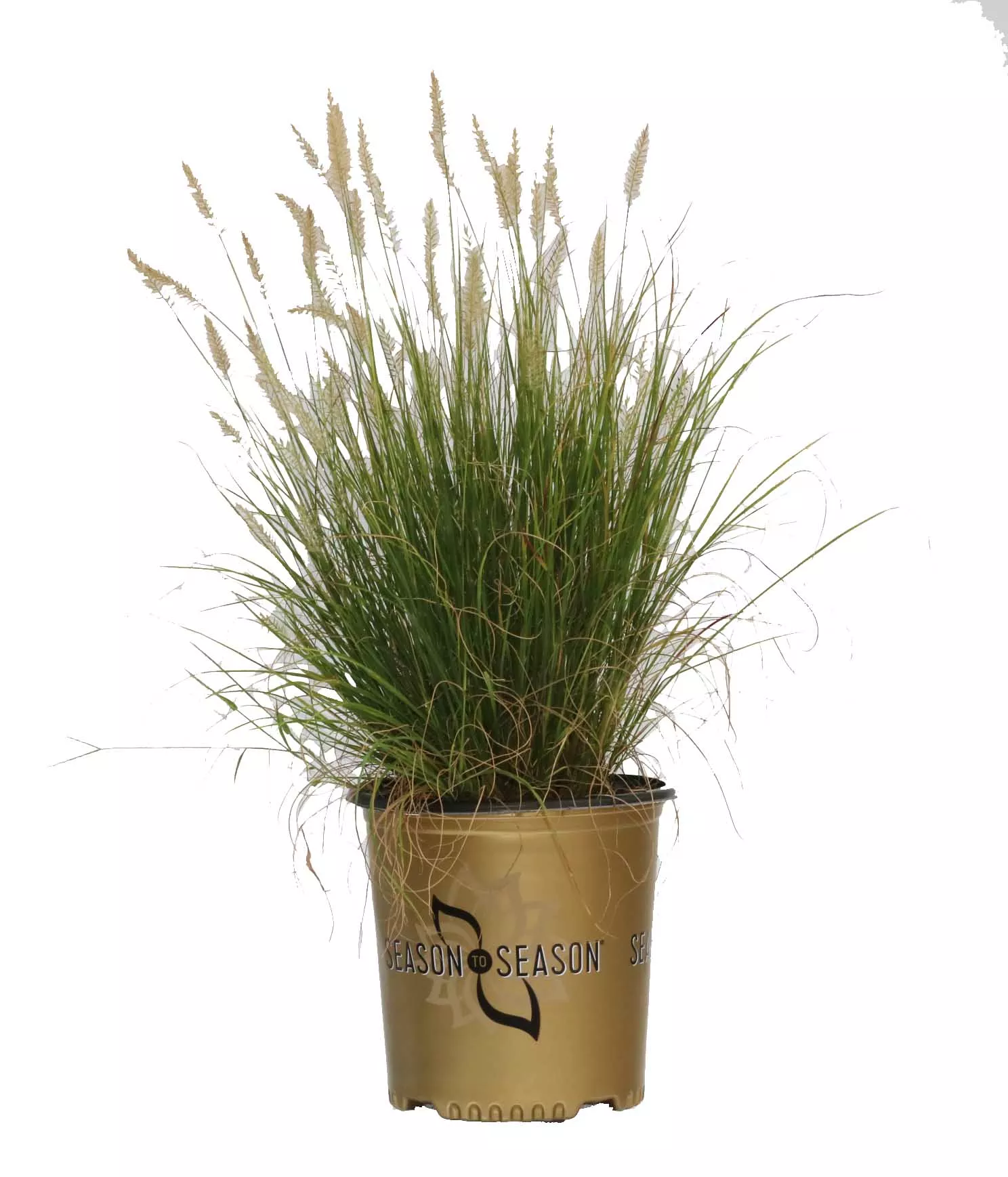 Grass Hameln - 2 Gallon
