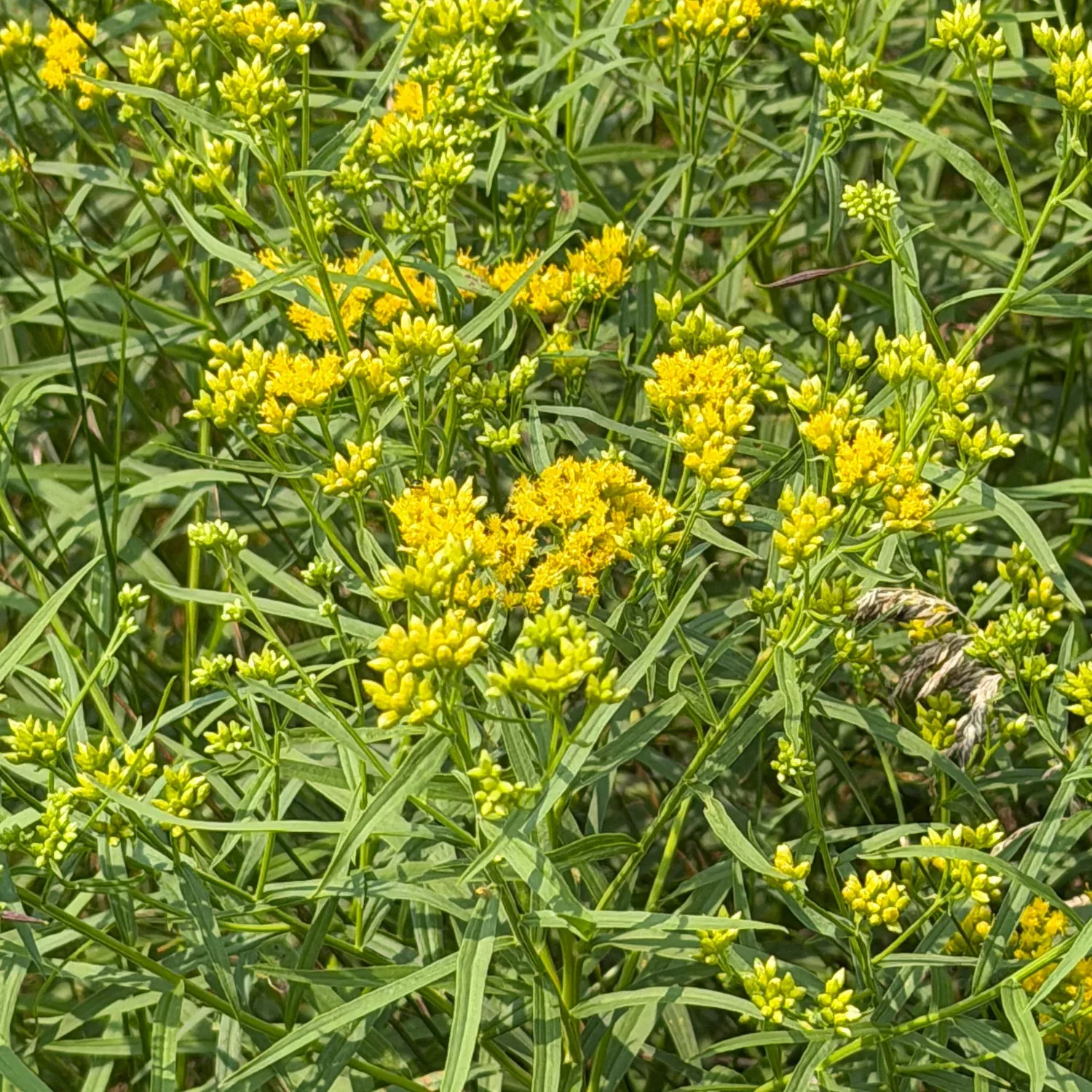 Grass-leaved Goldenrod