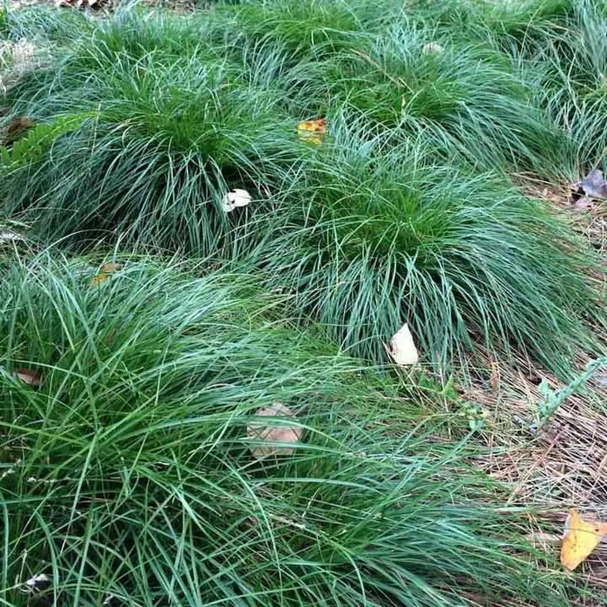 Grassland Sedge