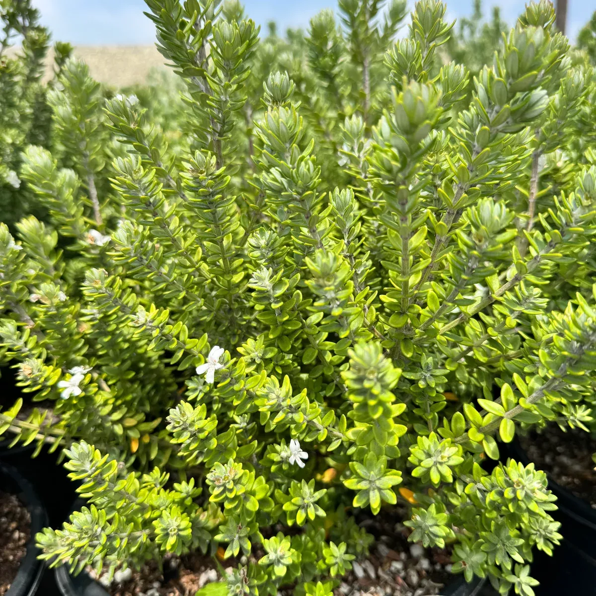 Gray Box Coast Rosemary