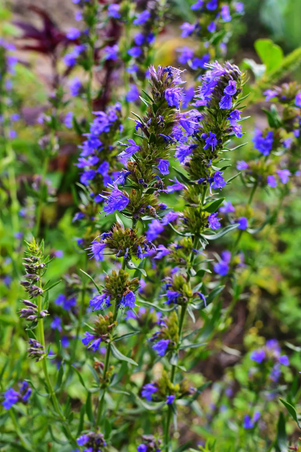 Great Blue Lobelia