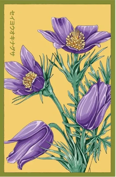 The Greater Pasque Flower Seeds Packet