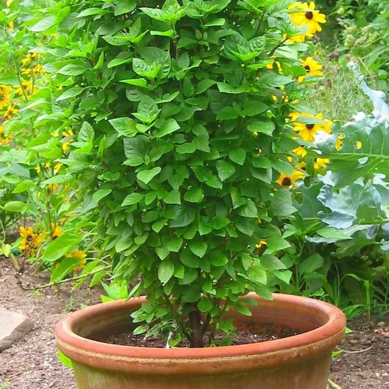Greek Columnar Basil Plant Plug (Ocimum basilicum 'Greek Columnar') – Upright Growth for Culinary Use and Compact Gardens.
