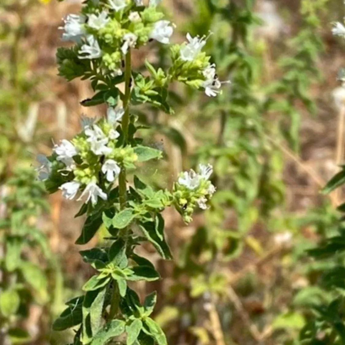 Greek - Oregano Seeds