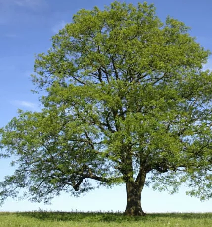 Green Ash (Fraxinus pennsylvanica)