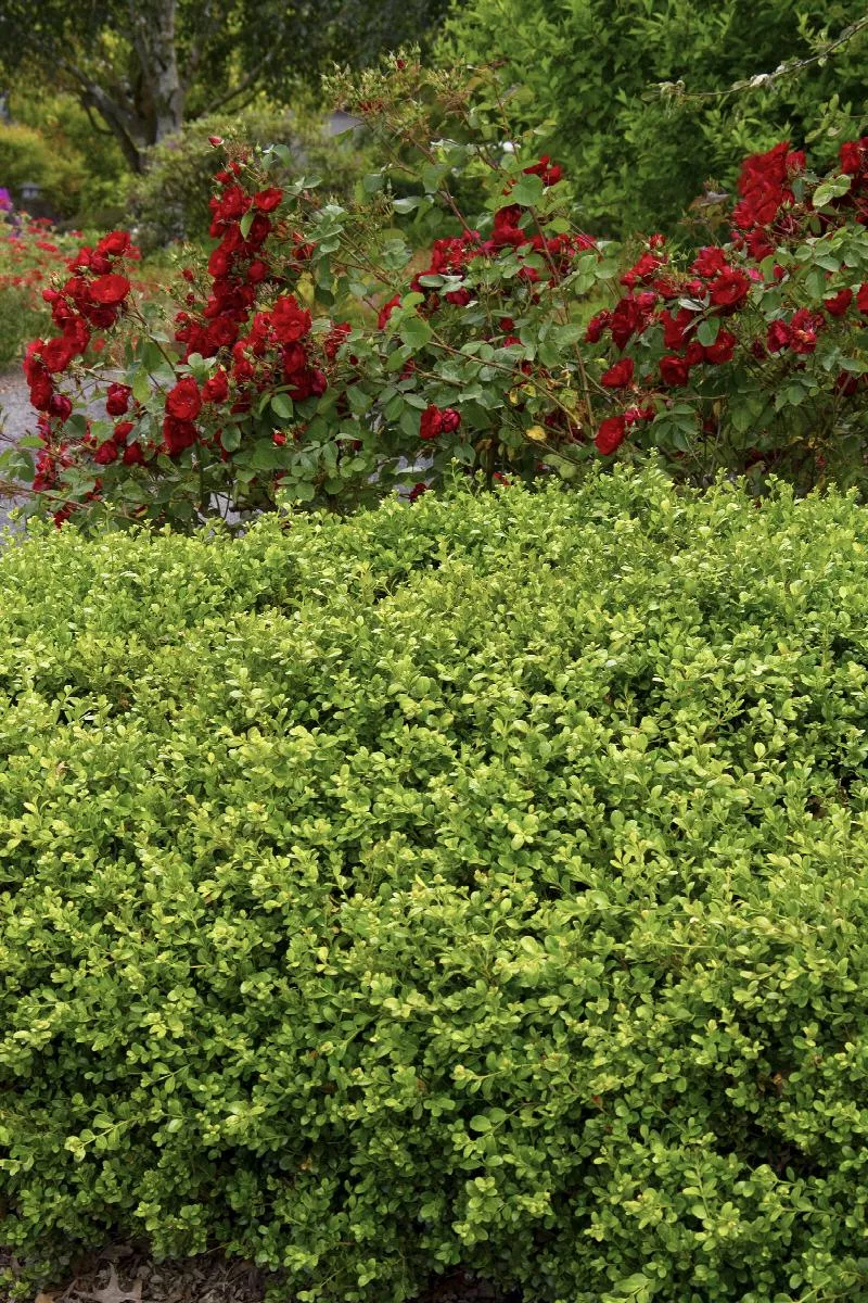 Green Beauty Boxwood
