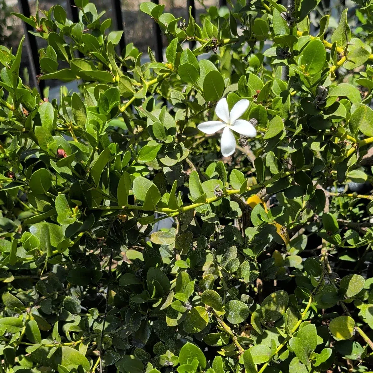 Green Carpet Low Growing Natal Plum