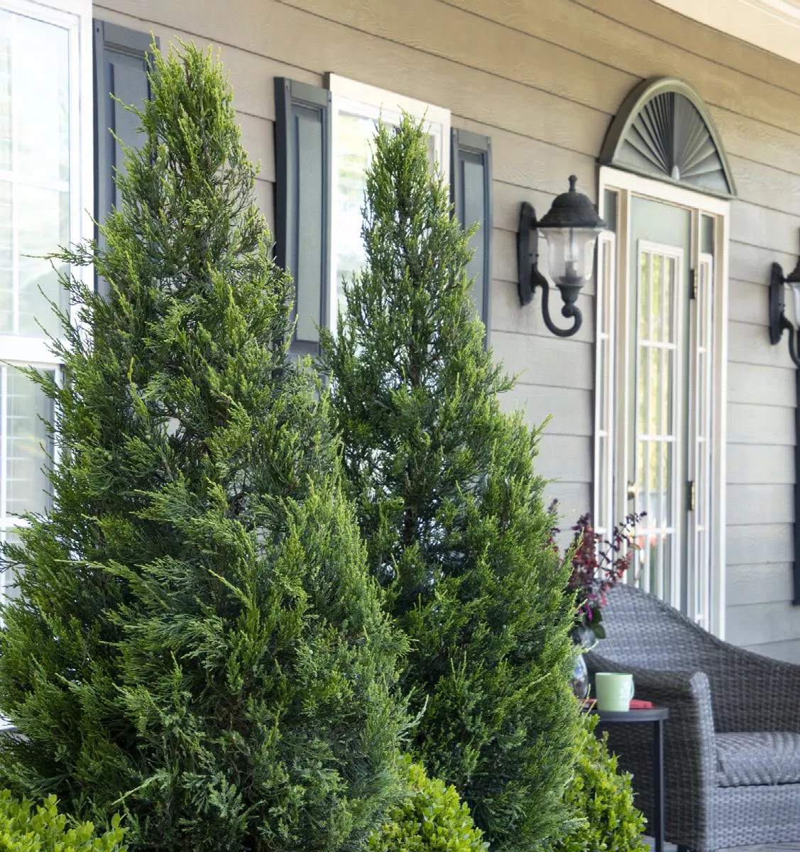 GREEN COLUMNAR JUNIPER