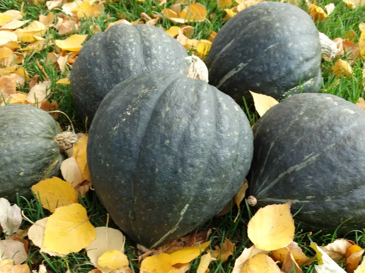 Green Delicious Squash (1903) (C.Maxima)